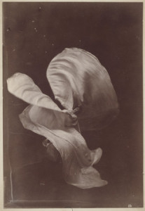 loïe fuller