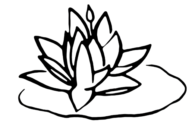 dessin de nymphéa d'après Monet