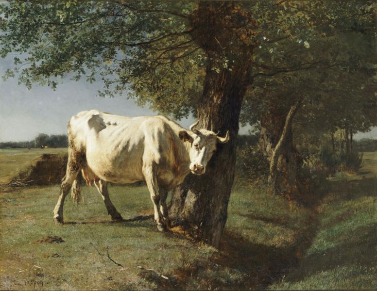 Vache qui se gratte