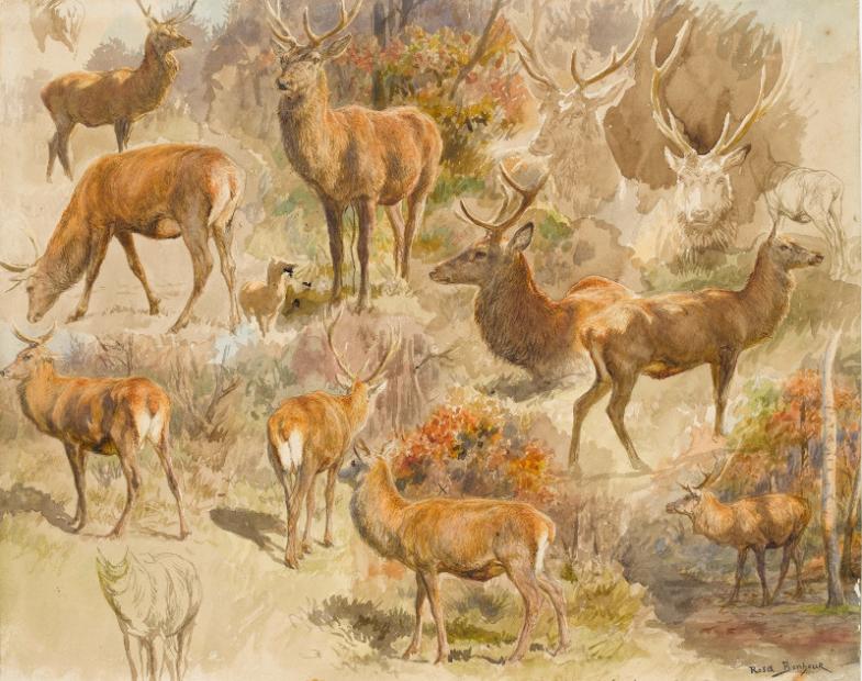 Rosa Bonheur, Quatorze études de cerfs