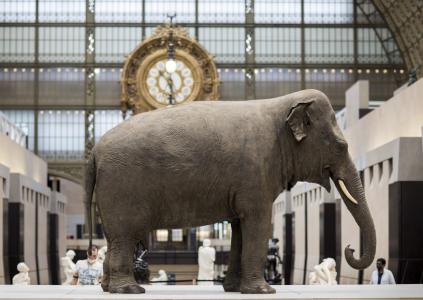 Parkie dans la nef du musée