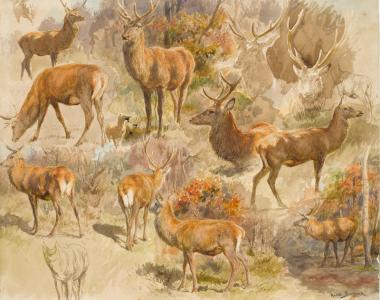 Rosa Bonheur, Quatorze études de cerfs